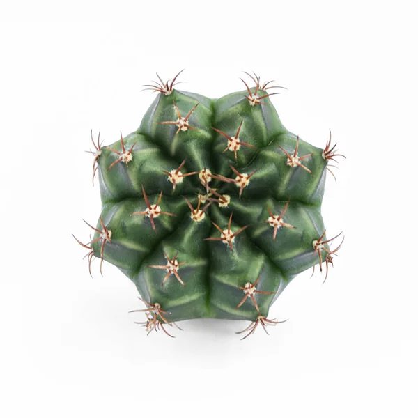Cactus Tropical Aislado Sobre Fondo Blanco — Foto de Stock