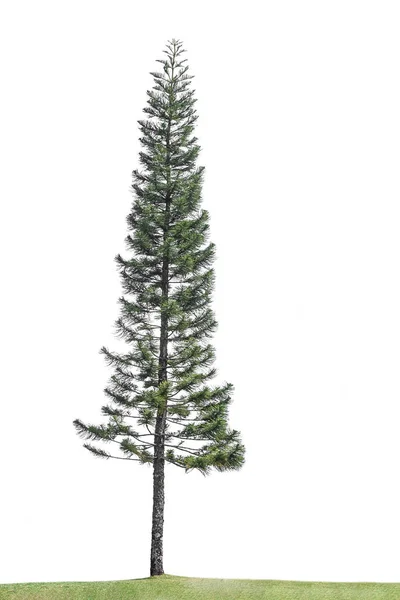 Pine Tree Isolated White Background Stock Image