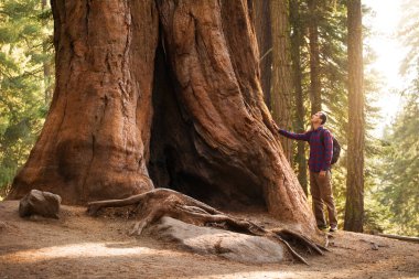 Hiker man in Sequoia National Park. Traveler male looking at the giant sequoia tree, California, USA clipart