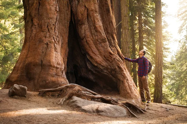 Uzun Yürüyüşe Çıkan Kimse Adam Sequoia Ulusal Parkı Nda Gezgin — Stok fotoğraf