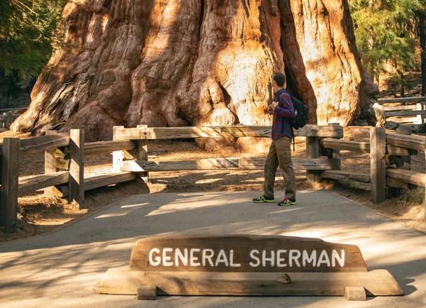 Hiker Man General Sherman Tree Largest Tree Earth Traveler Male — Stok fotoğraf