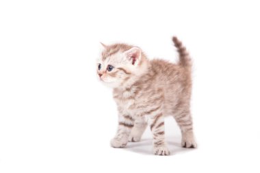 Beyaz arka planda kahverengi çizgili küçük kedi yavrusu. Bir aylık kedi yavrusu.