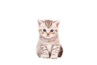 Beyaz arka planda kahverengi çizgili küçük kedi yavrusu. Bir aylık kedi yavrusu.