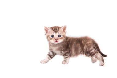 Beyaz arka planda kahverengi çizgili küçük kedi yavrusu. Bir aylık kedi yavrusu.
