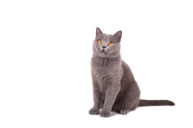 Aç İngiliz mavi kedisi yiyecek arıyor ve bekliyor.