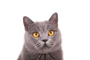 Aç İngiliz mavi kedisi yiyecek arıyor ve bekliyor.