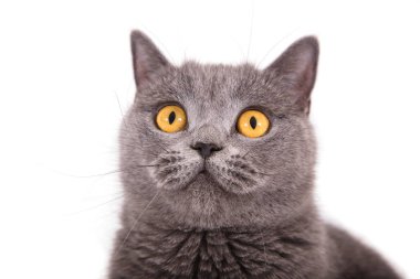 Aç İngiliz mavi kedisi yiyecek arıyor ve bekliyor.