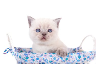Küçük kedicik, sepette oturan İngiliz renk puanı. Bir aylık kedi yavrusu. 
