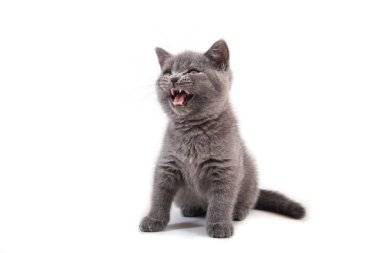 Beyaz arka planda mavi kedi grisi. İki ay.