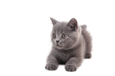 Beyaz arka planda mavi kedi grisi. İki ay.