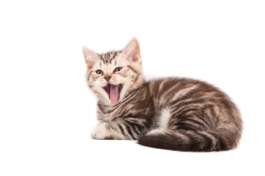 Beyaz arka planda kahverengi çizgili kedi yavrusu. Yavru kedi iki aydır.
