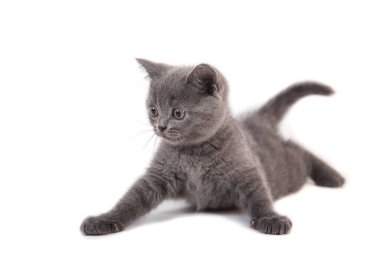 Beyaz arka planda mavi kedi grisi. İki ay.