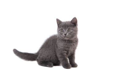 Beyaz arka planda mavi kedi grisi. İki ay.