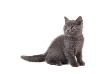 Beyaz arka planda mavi kedi grisi. İki ay.