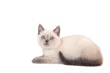 Beyaz arka planda oturan kedi yavrusu İngiliz renk noktası. Yavru kedi iki aydır.. 