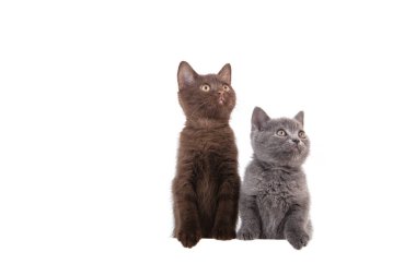 Beyaz arka planda iki İngiliz kedisi. Arkadan bakan bir kedi. İki ay..