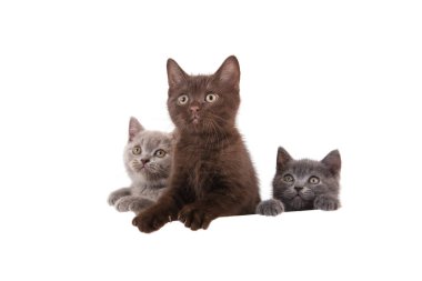 Beyaz arka planda üç kedi yavrusu İngiliz. Arkadan bakan bir kedi. İki ay..