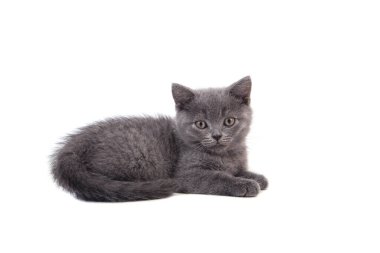 Beyaz arka planda mavi kedi grisi. İki ay.