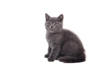 Beyaz arka planda mavi kedi grisi. İki ay.