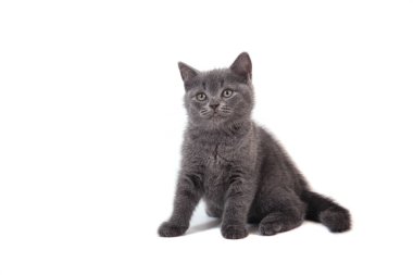 Beyaz arka planda mavi kedi grisi. İki ay.