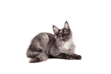 Beyaz arka planda oturan Maine Rakun kedisi.