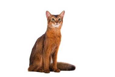 Beyaz arka planda Somali kedisi