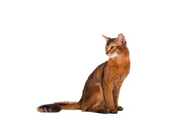 Beyaz arka planda Somali kedisi