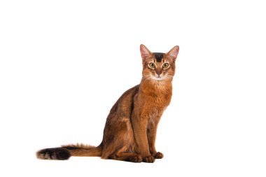 Beyaz arka planda Somali kedisi