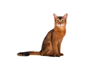 Beyaz arka planda Somali kedisi