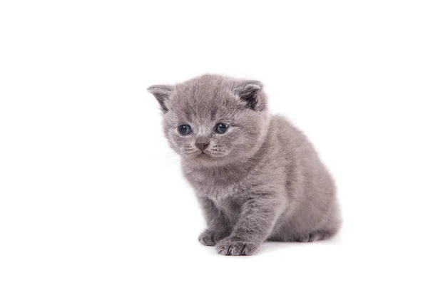 Little Kitten Britisch Blau Auf Weißem Hintergrund Kätzchen Einen Monat — Stockfoto