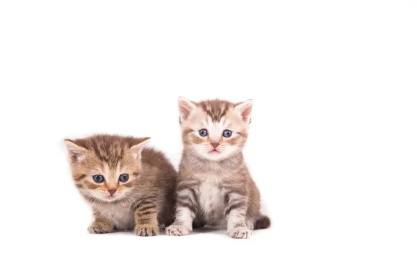 Dois Pequeno Gatinho Britânico Listrado Marrom Fundo Branco Gatinho Mês — Fotografia de Stock