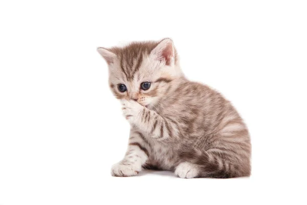 Little Kitten Brittisk Randig Brun Vit Bakgrund Kattunge Månad — Stockfoto