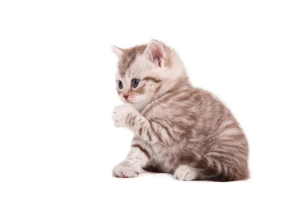 Little Kitten Brittisk Randig Brun Vit Bakgrund Kattunge Månad — Stockfoto