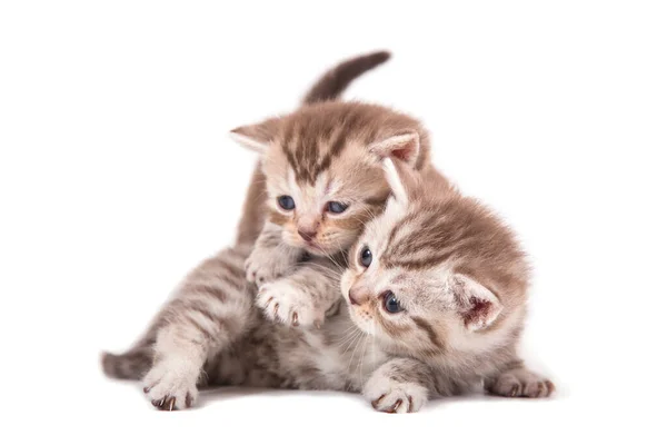 Two Small Kitten British Striped Brown White Background Kitten One — Stock Photo, Image