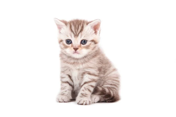 Little Kitten Britisch Braun Gestreift Auf Weißem Hintergrund Kätzchen Einen — Stockfoto