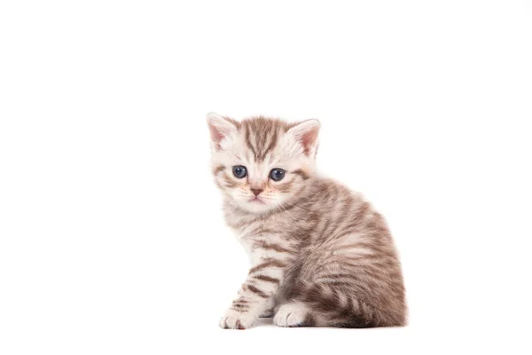 Beyaz Arka Planda Kahverengi Çizgili Küçük Kedi Yavrusu Bir Aylık — Stok fotoğraf