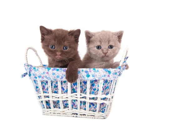 バスケットに座っている2人の小さな子猫の英国の茶色とライラック 子猫1ヶ月 — ストック写真