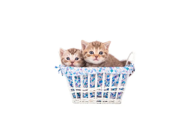 バスケットに座っている英国の縞模様の茶色の2つの小さな子猫 子猫1ヶ月 — ストック写真