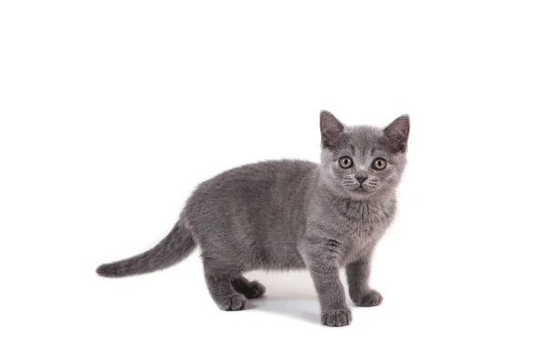 Kitten British Blue White Background Two Months — Stock Photo, Image