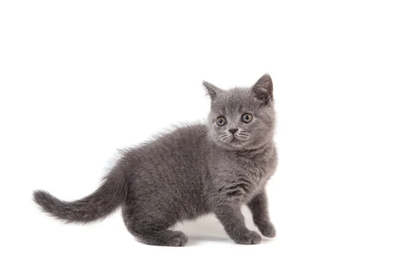 英国蓝灰色的猫 白色背景 两个月 — 图库照片
