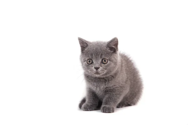 Gatinho Britânico Azul Cinza Fundo Branco Dois Meses — Fotografia de Stock