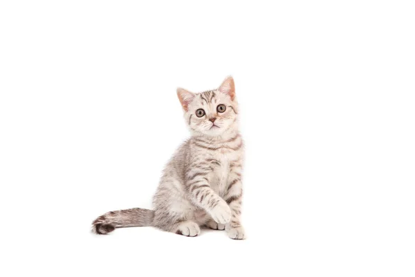 Gatito Británico Rayado Marrón Sobre Fondo Blanco Gatito Dos Meses —  Fotos de Stock