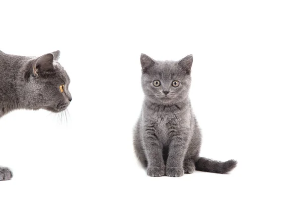 Британский Синий Котенок Мать Кошка Белом Фоне Кошка Смотрит Котенка — стоковое фото