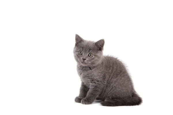 Gatinho Britânico Azul Cinza Fundo Branco Dois Meses — Fotografia de Stock