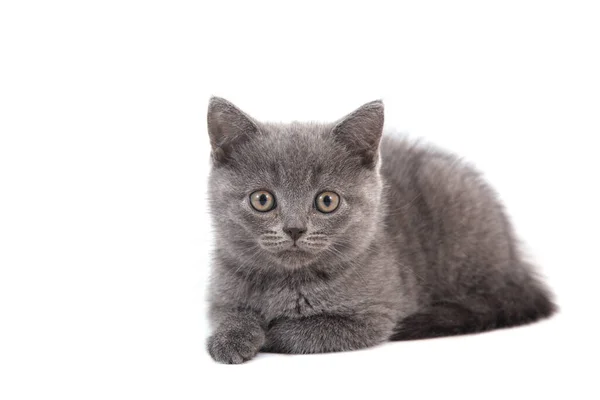 Gatinho Britânico Azul Cinza Fundo Branco Dois Meses — Fotografia de Stock