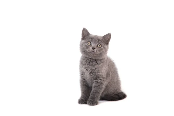 Gatinho Britânico Azul Cinza Fundo Branco Dois Meses — Fotografia de Stock