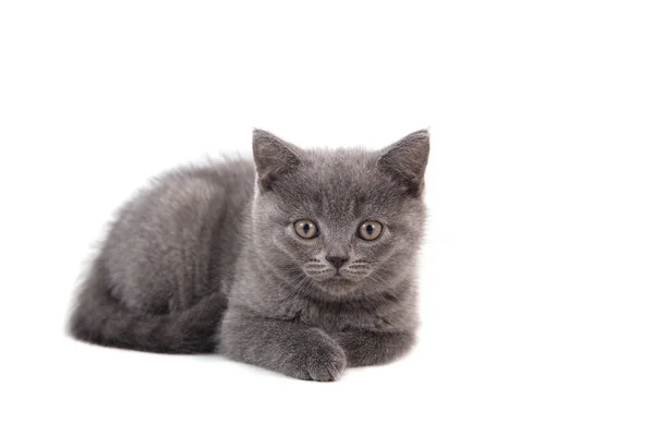 Gatinho Britânico Azul Cinza Fundo Branco Dois Meses — Fotografia de Stock