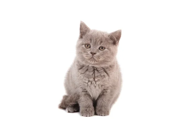 Gatinho Britânico Lilás Bege Estende Sobre Fundo Branco Dois Meses — Fotografia de Stock