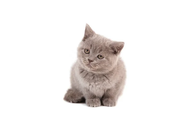 Kitten British Lilac Beige Stretches White Background Two Months — Stock Photo, Image