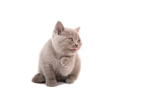 Kitten Britse Lila Beige Strekt Zich Uit Witte Achtergrond Twee — Stockfoto